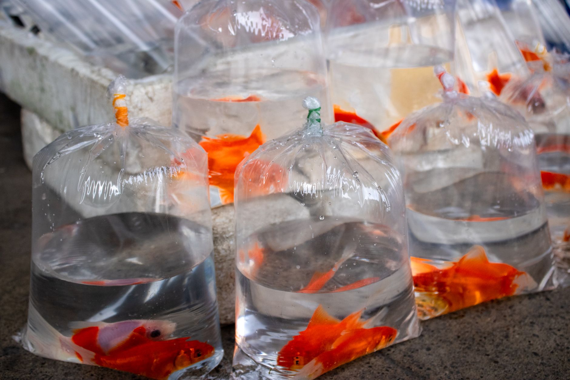 Store worker holding a net over a tank of small freshwater fish