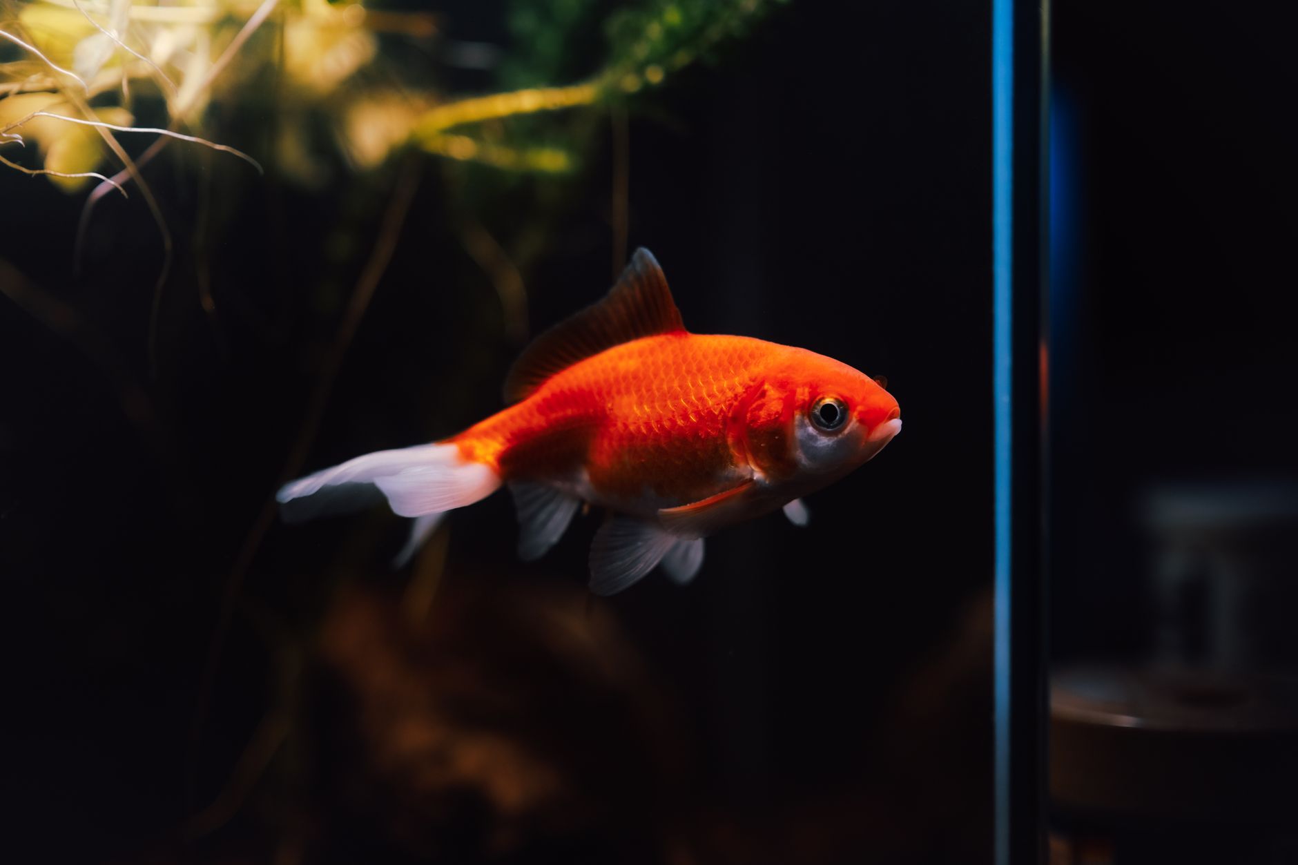 Compact internal aquarium filter inside small planted tank