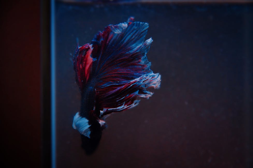 Betta Fish Care Guide: Tank Size, Diet, and Compatibility