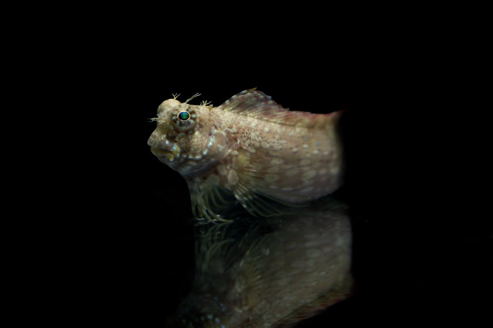 Bi-Color Blenny Care Guide: Tank Size, Diet, and Compatibility