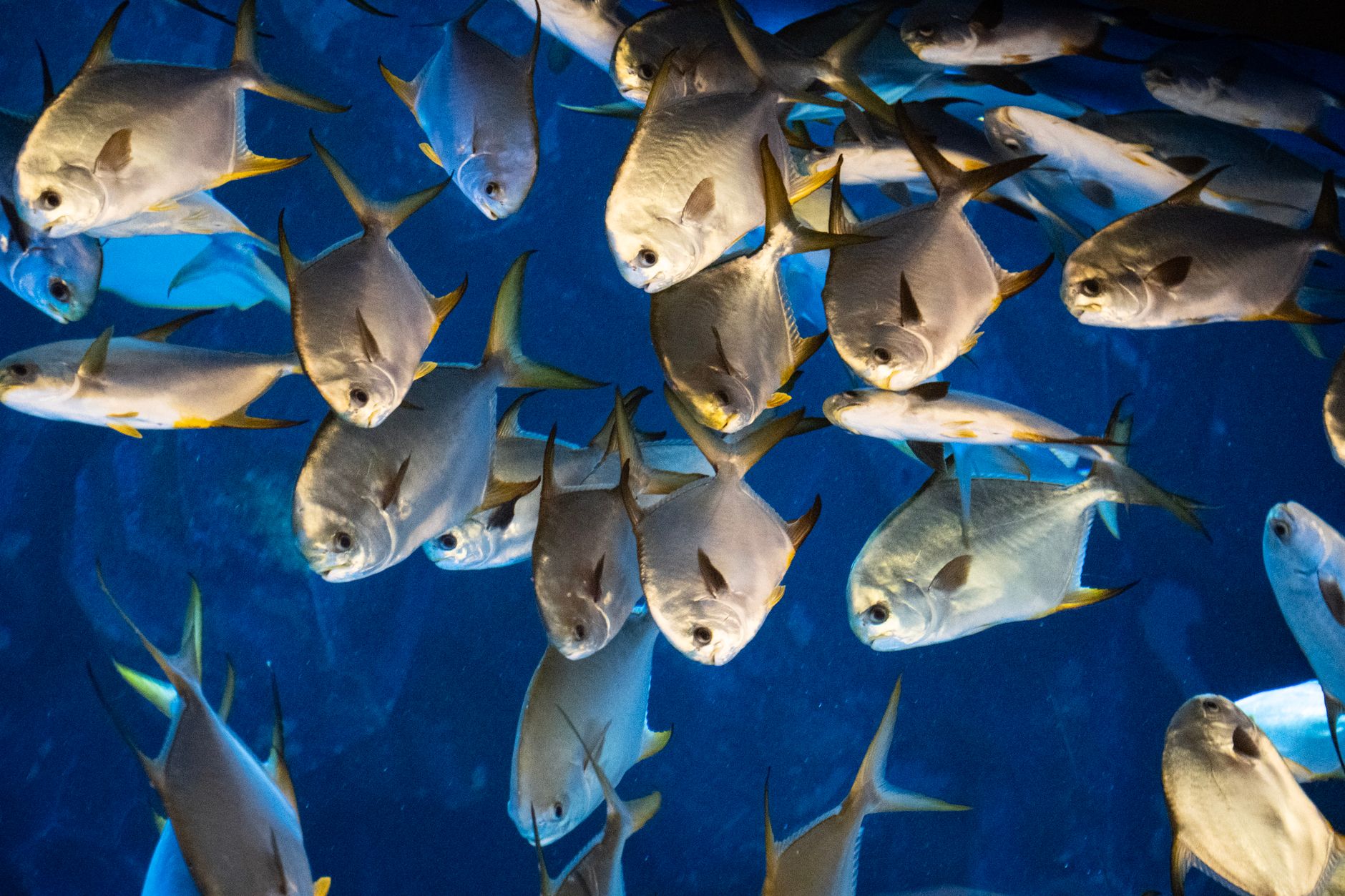 Long silver arowana swimming near the water surface of a large indoor aquarium