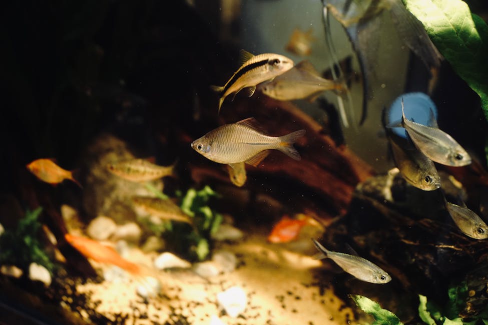 Black Phantom Tetra Care Guide: Tank Size, Diet, and Compatibility
