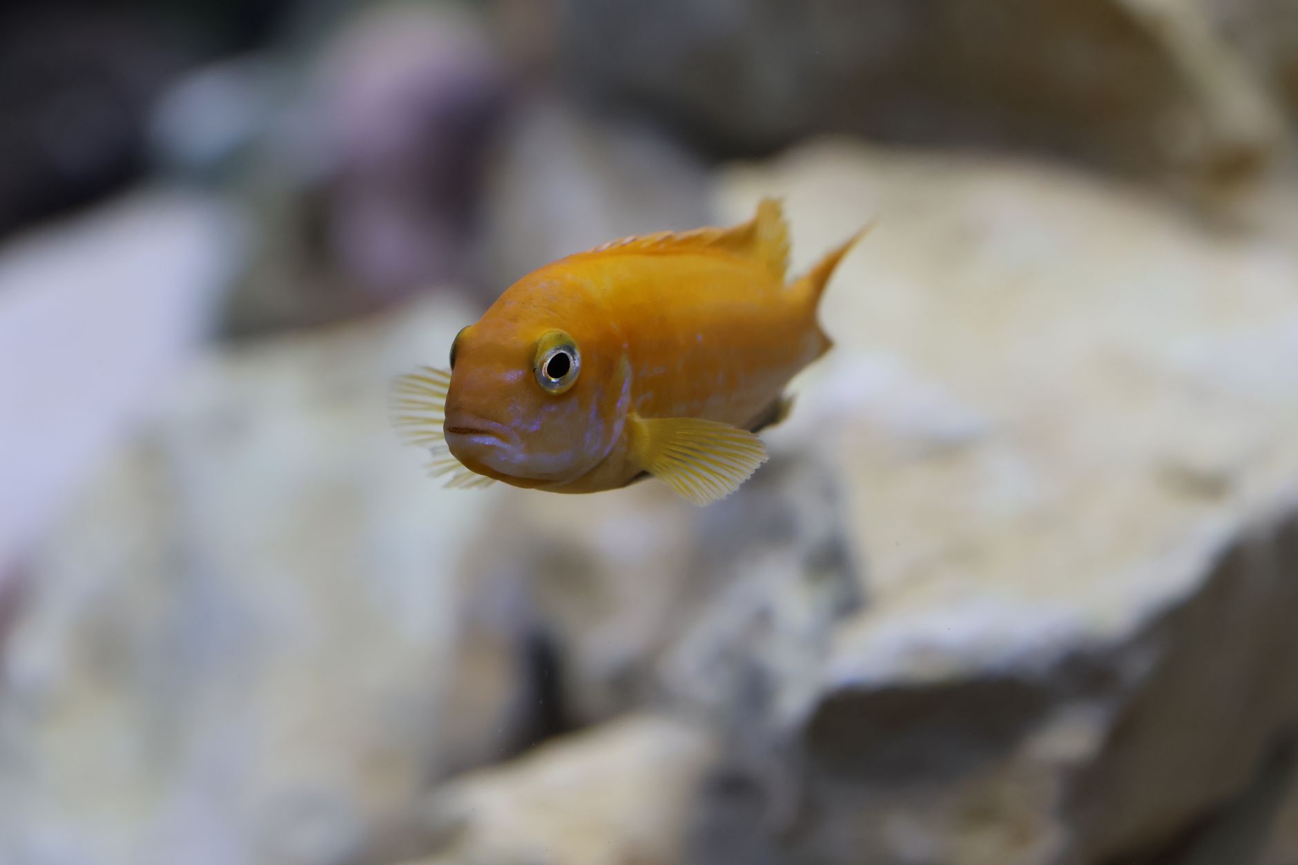 Bright orange blood parrot cichlid swimming above gravel in a freshwater aquarium