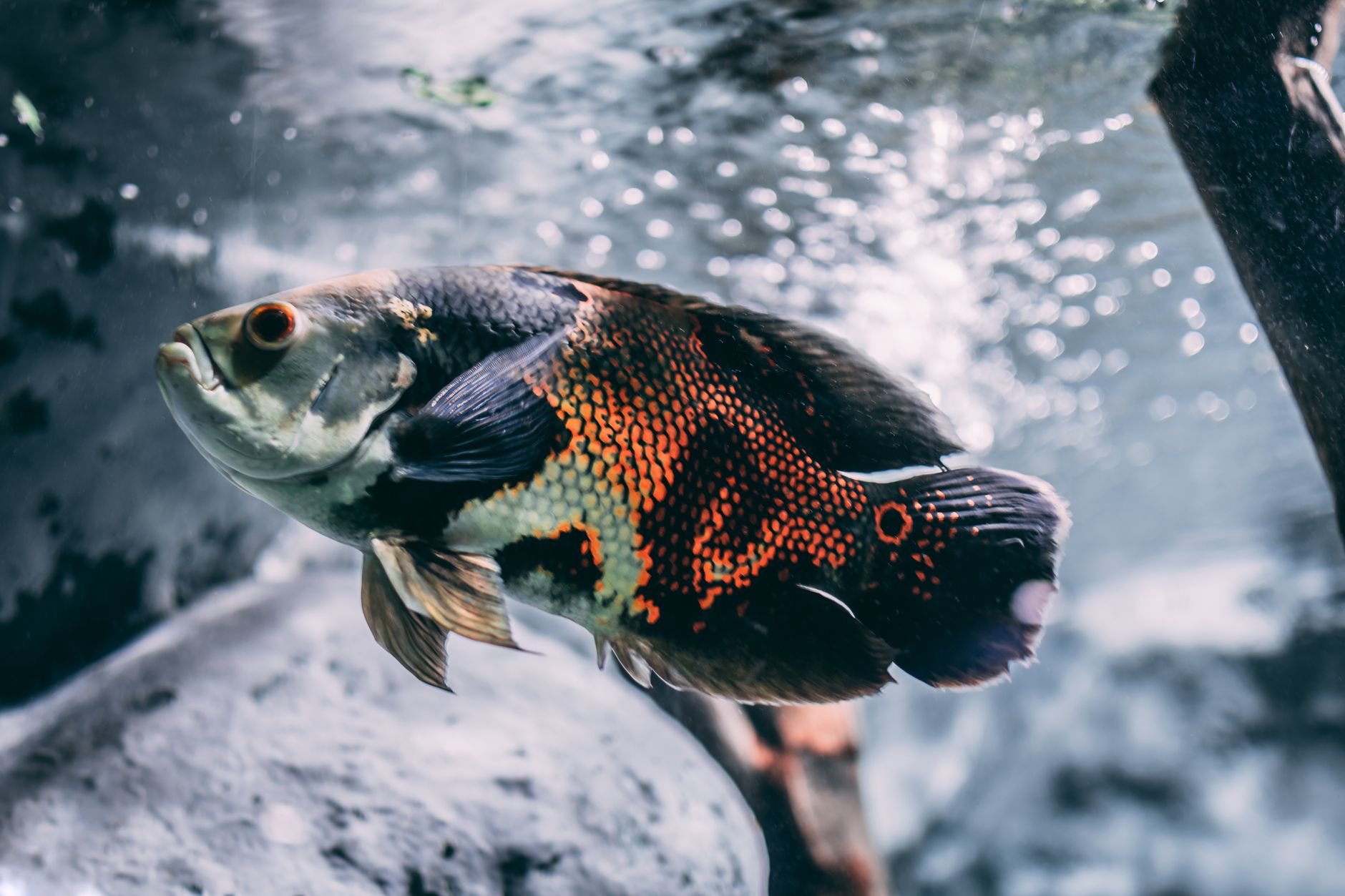 Large dark oscar fish hovering beside driftwood in a home freshwater tank