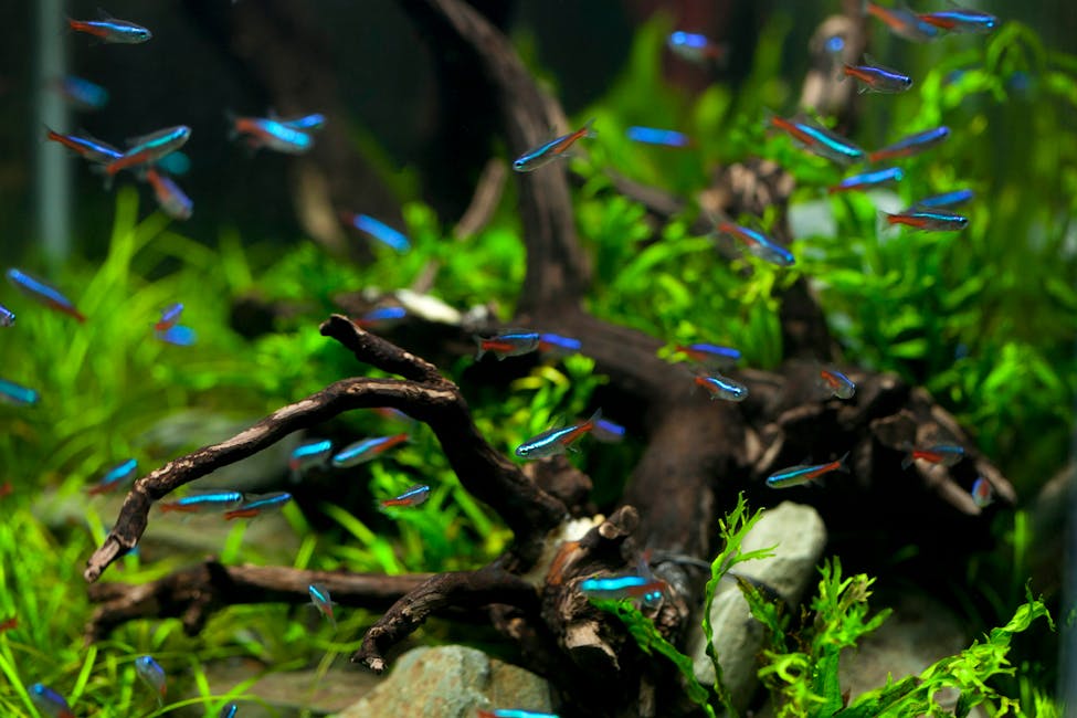 Cardinal Tetra Care Guide: Tank Size, Diet, and Compatibility
