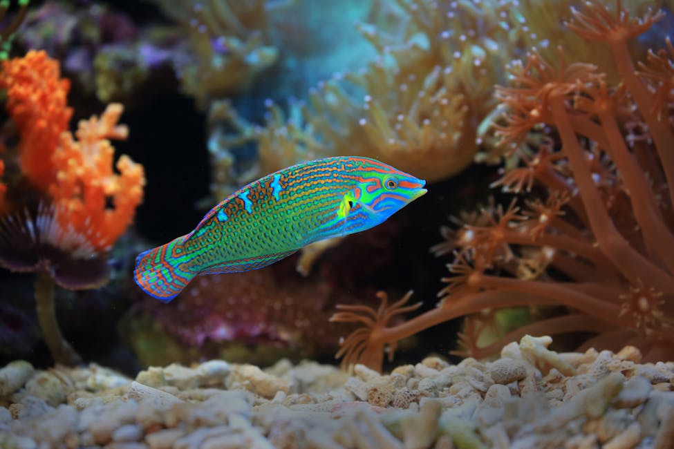 Cleaner Wrasse Care Guide: Tank Size, Diet, and Compatibility