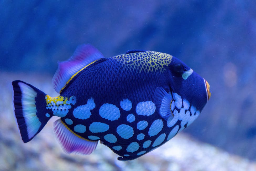 Clown Triggerfish Care Guide: Tank Size, Diet, and Compatibility