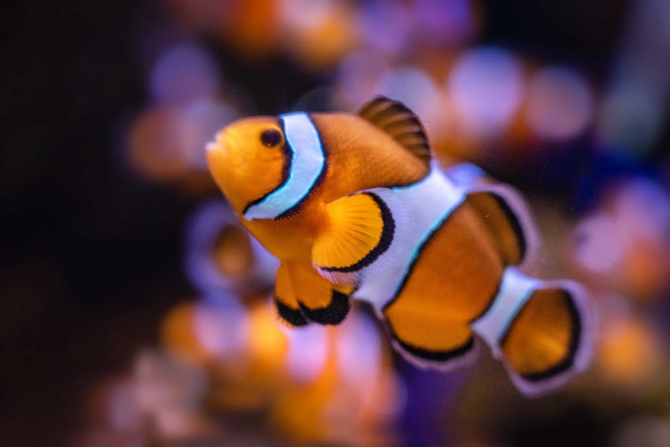 Clownfish (Ocellaris) Care Guide: Tank Size, Diet, and Compatibility