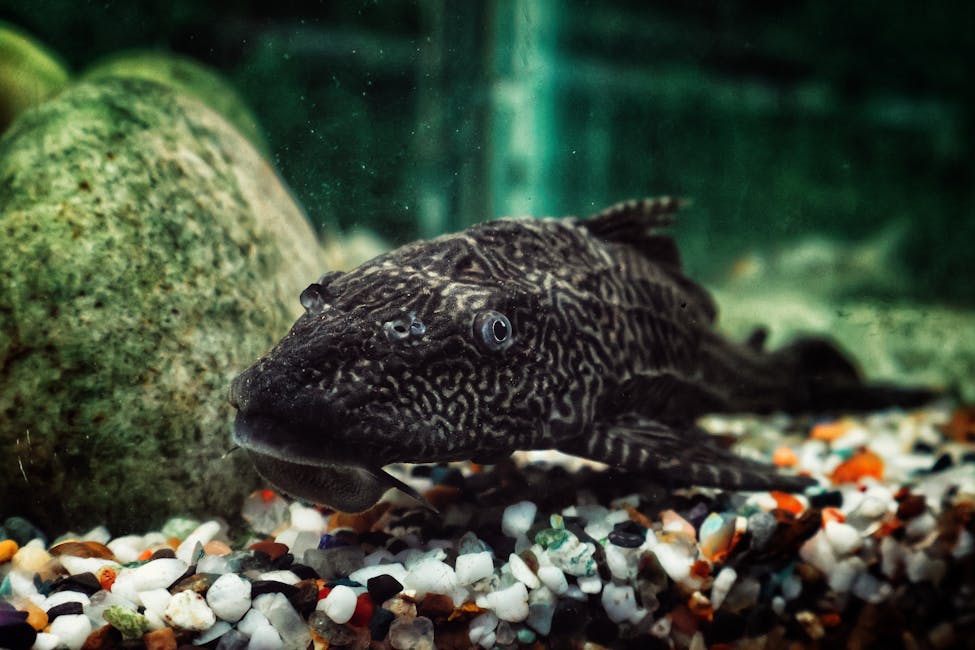 Common Pleco Care Guide: Tank Size, Diet, and Compatibility