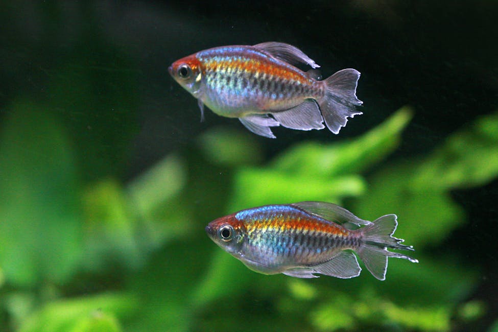 Congo Tetra Care Guide: Tank Size, Diet, and Compatibility