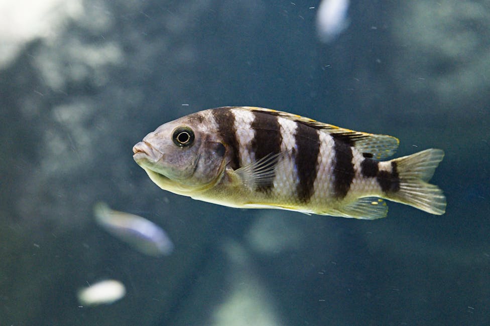 Convict Cichlid Care Guide: Tank Size, Diet, and Compatibility