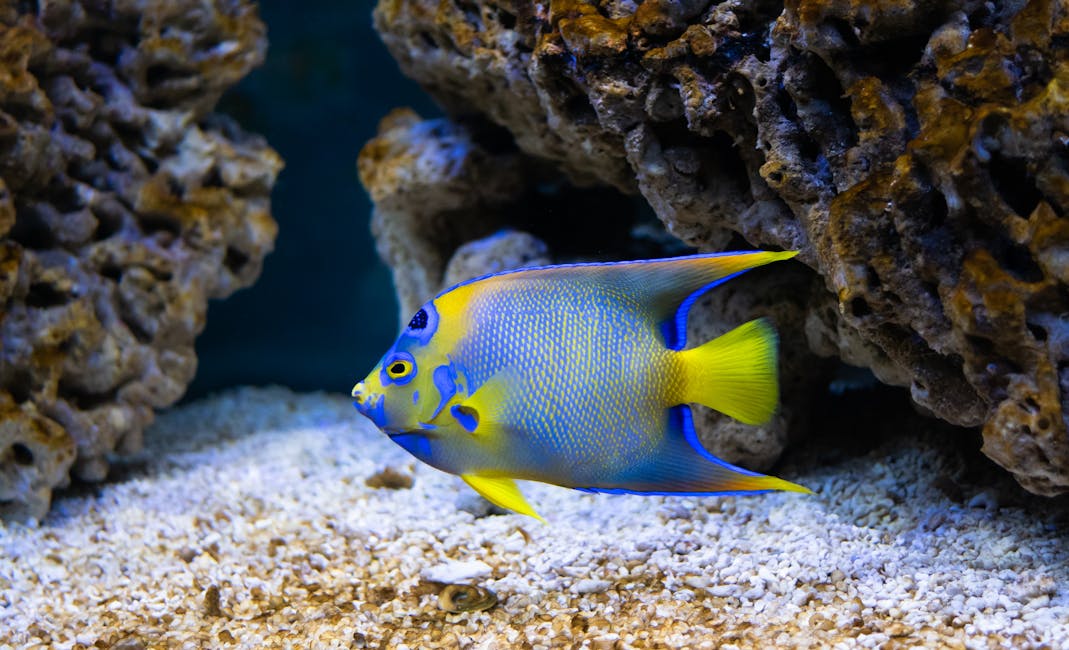 Coral Beauty Angelfish Care Guide: Tank Size, Diet, and Compatibility