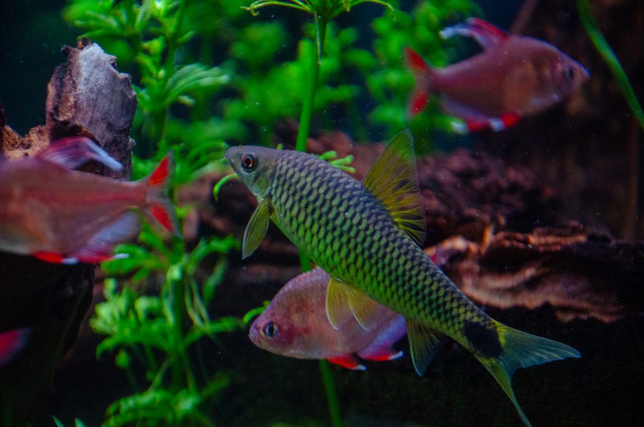 Aquarium Equipment Market Statistics 2026: Filters, Lighting & Tech Spending