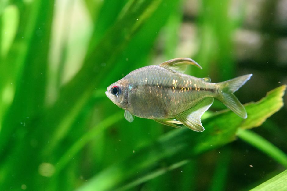 Aquarium Fish Survival Statistics 2026: Mortality Rates & Common Causes