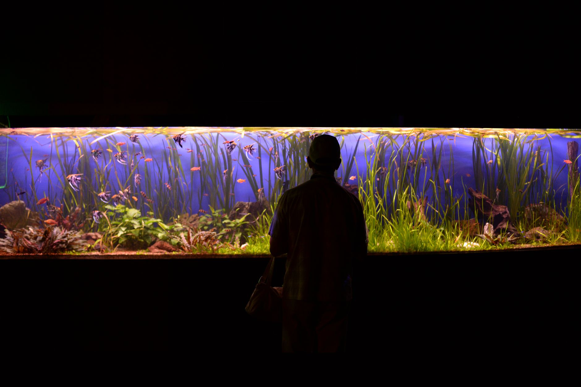 Colorful Tropical Fish: 5 Best Species for Freshwater Tanks
