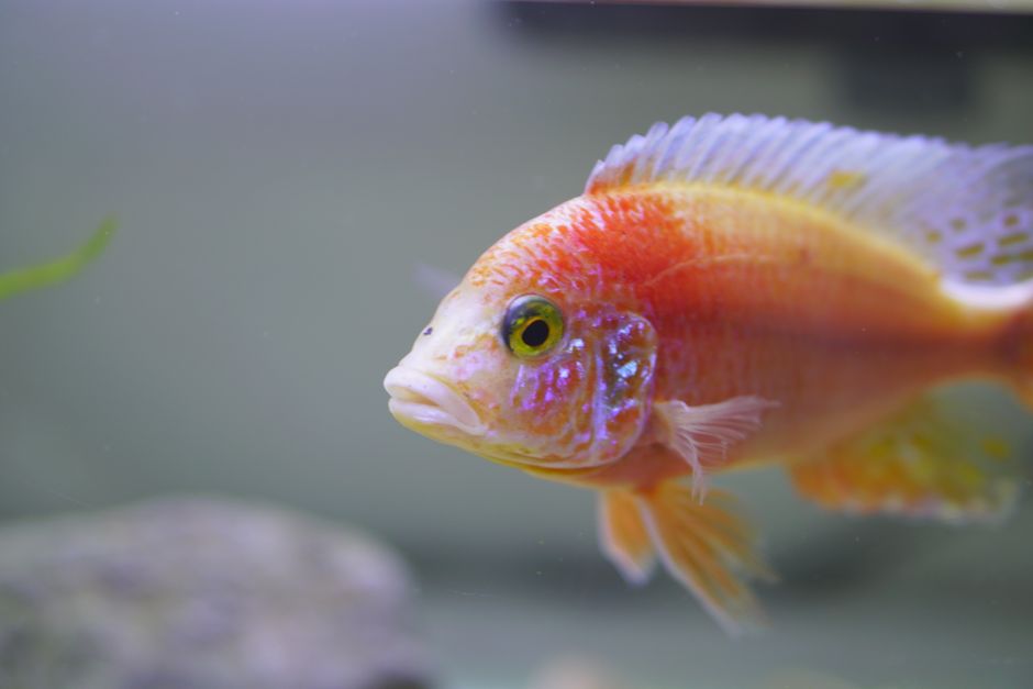 Fishkeeping Statistics 2026: How Many Americans Own Pet Fish?