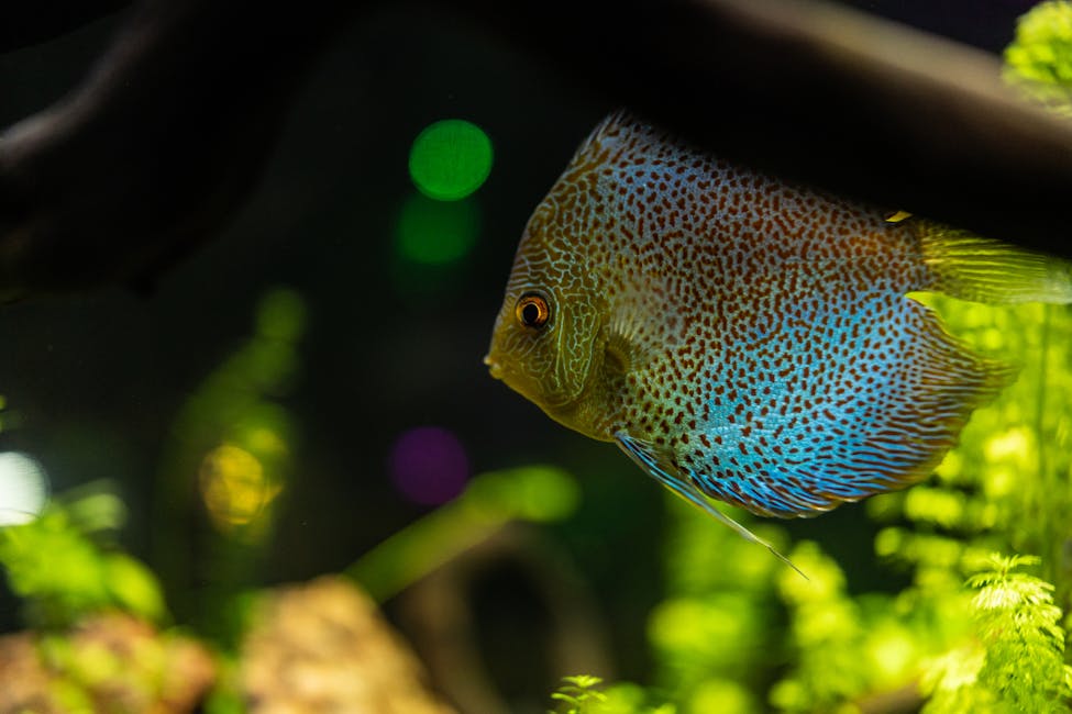 Discus Care Guide: Tank Size, Diet, and Compatibility