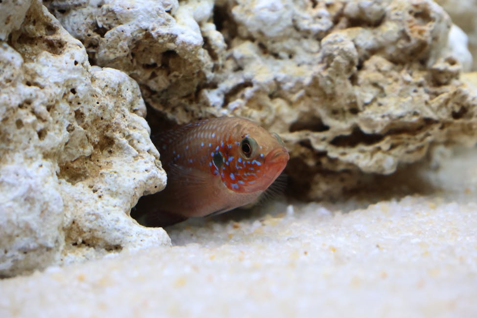 Dottyback (Orchid) Care Guide: Tank Size, Diet, and Compatibility