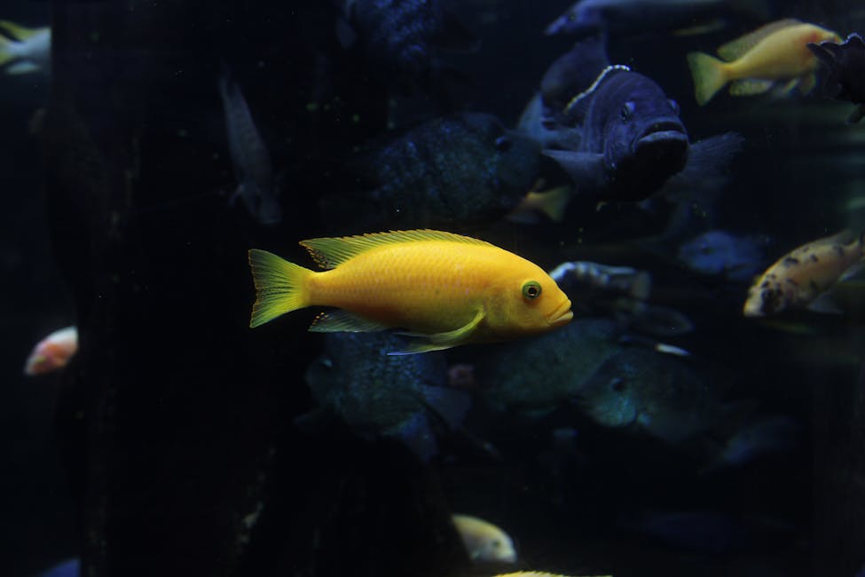Electric Yellow Cichlid Care Guide: Tank Size, Diet, and Compatibility