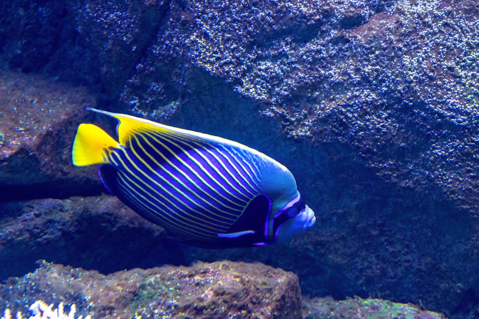 Emperor Angelfish Care Guide: Tank Size, Diet, and Compatibility
