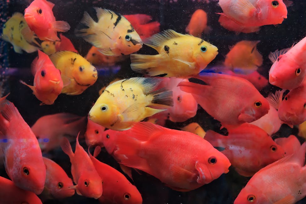 Firemouth Cichlid Care Guide: Tank Size, Diet, and Compatibility