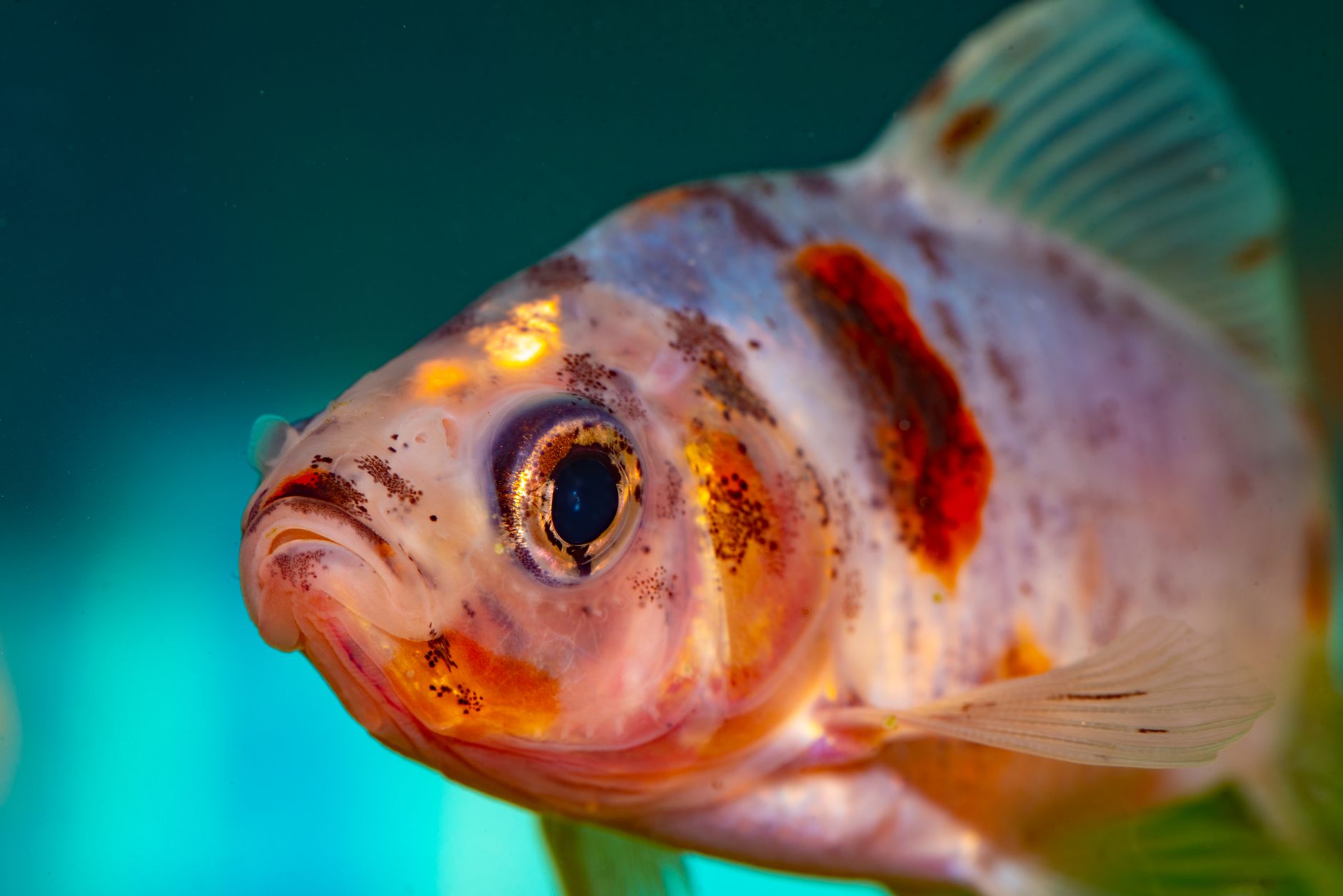 Freshwater aquarium fish showing small white spots on body and fins