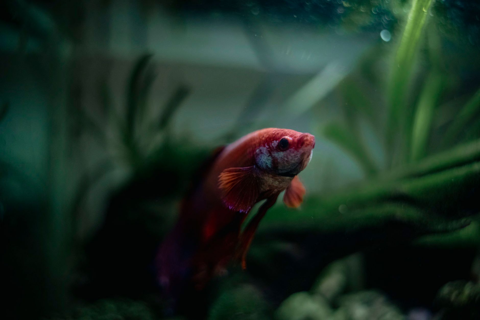 Freshwater betta fish with ragged fins caused by fin rot