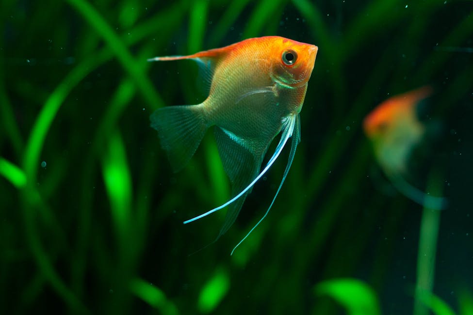 Flame Angelfish Care Guide: Tank Size, Diet, and Compatibility