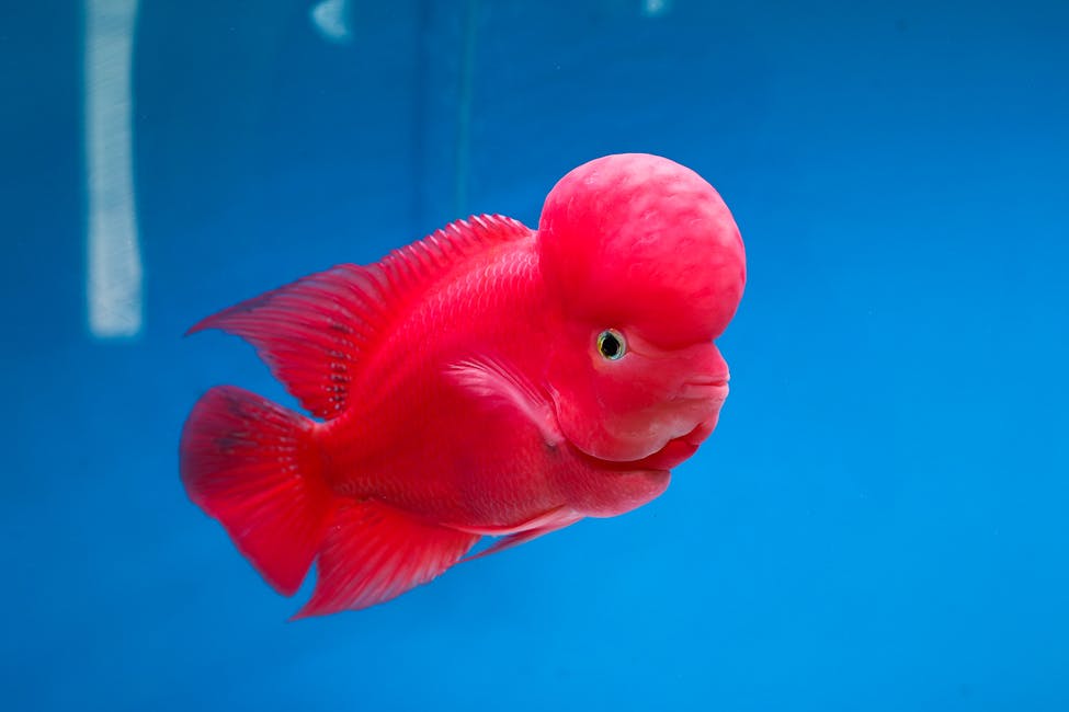 Flowerhorn Cichlid Care Guide: Tank Size, Diet, and Compatibility