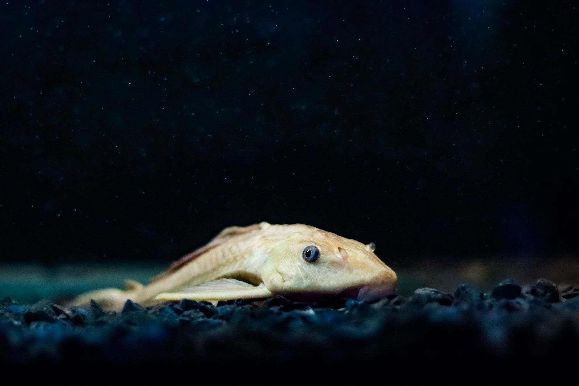 Small otocinclus catfish clinging to a broad green plant leaf in a planted tank