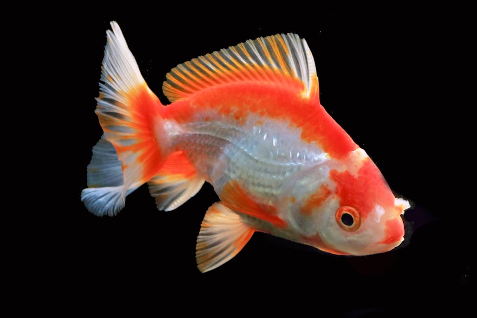 Goldfish Care Guide: Tank Size, Diet, and Compatibility