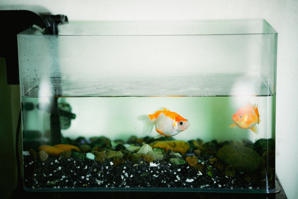 Goldfish Tank Size Guide: How Much Space Do Goldfish Actually Need?