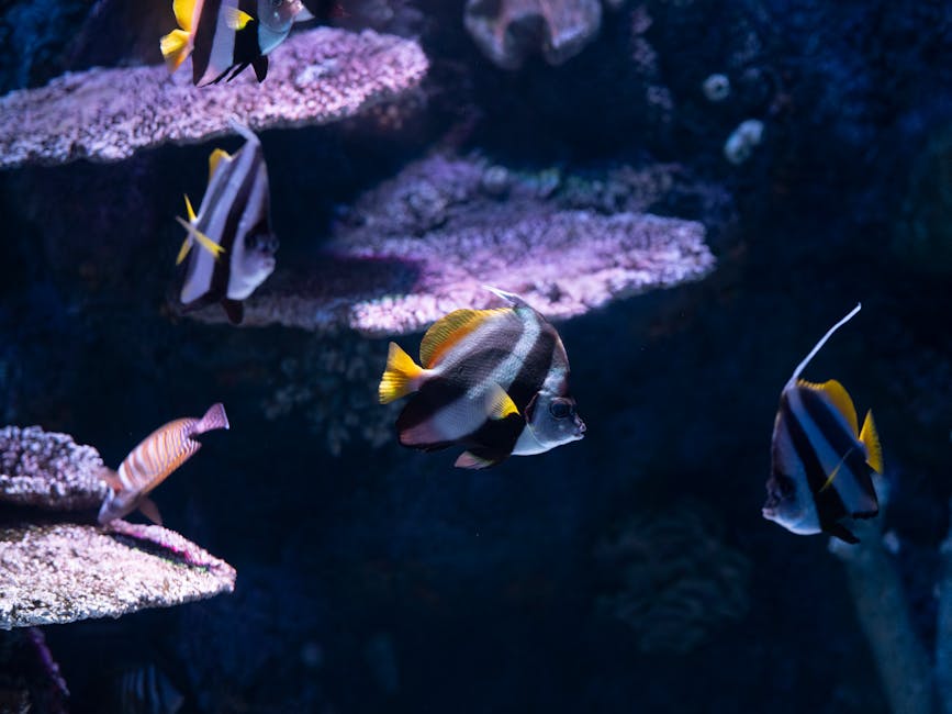 Green Chromis Care Guide: Tank Size, Diet, and Compatibility
