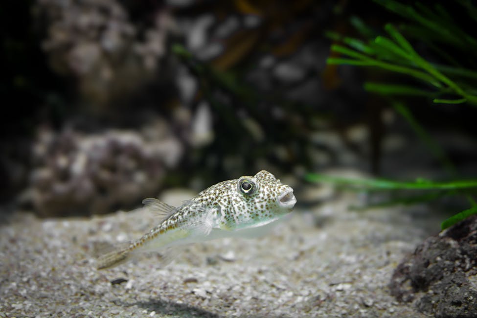Green Spotted Puffer Care Guide: Tank Size, Diet, and Compatibility
