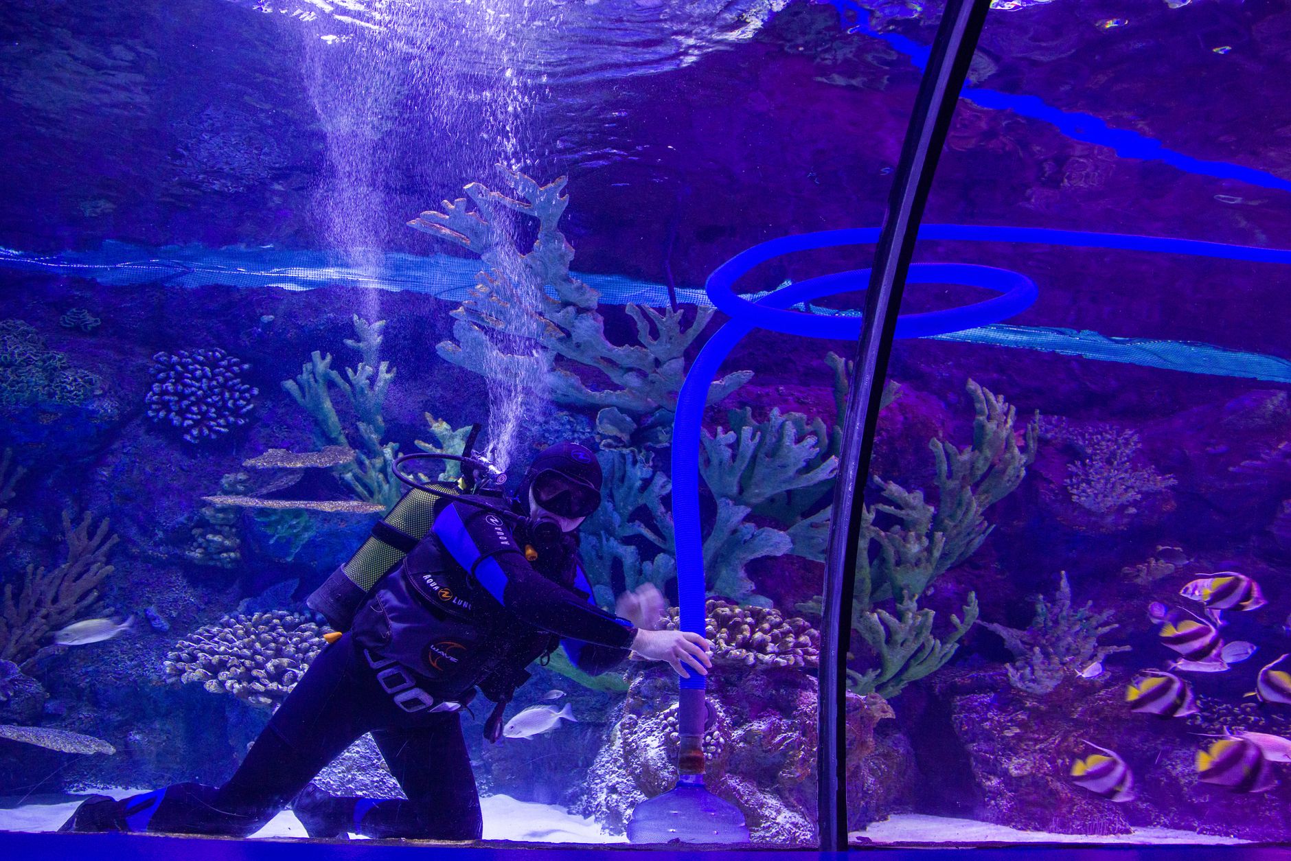 Hand guiding a gravel vacuum tube across aquarium substrate during a water change