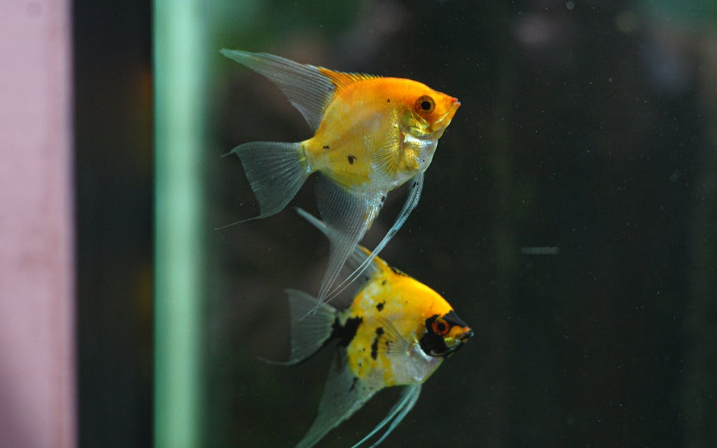 How to Lower pH in an Aquarium: Safe, Stable Methods That Actually Work