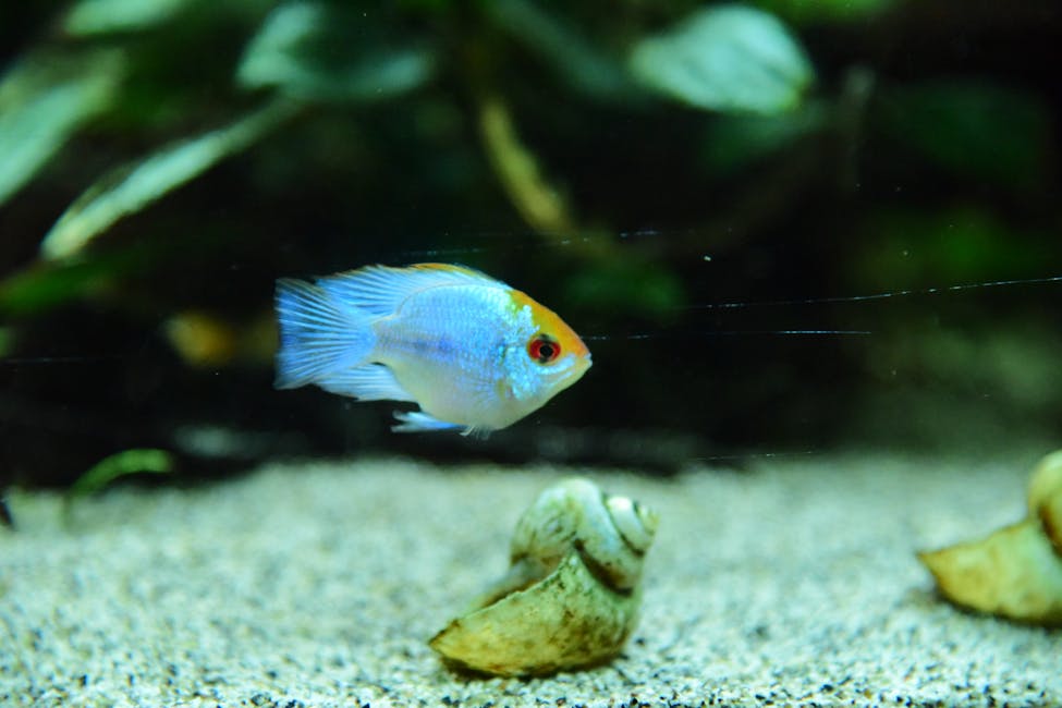 How to Treat Ich in an Aquarium: The Complete Step-by-Step Guide