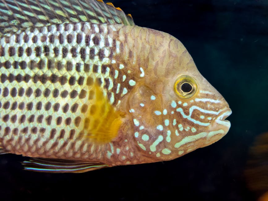 Jack Dempsey Care Guide: Tank Size, Diet, and Compatibility