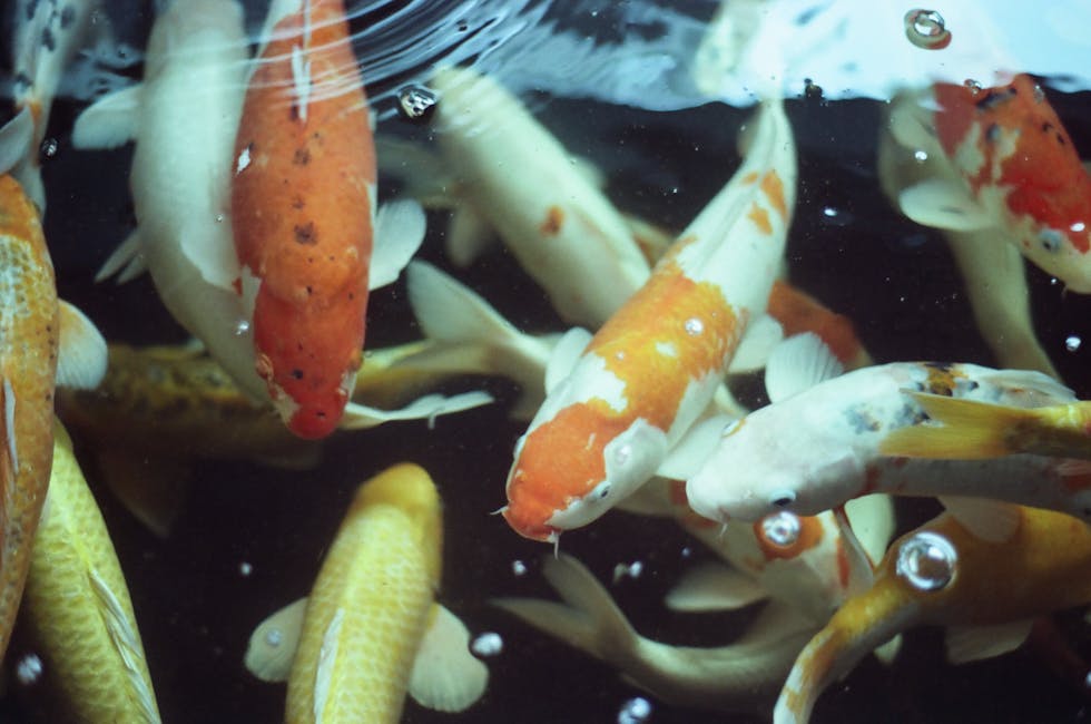 Koi Care Guide: Tank Size, Diet, and Compatibility