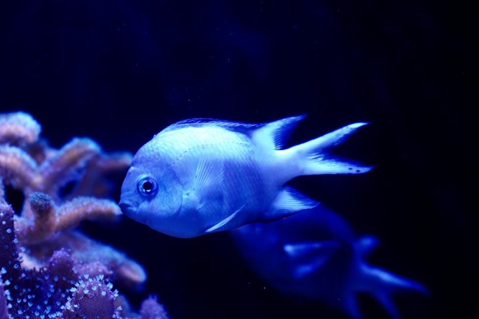 Kupang Damselfish Care Guide: Tank Size, Diet, and Compatibility