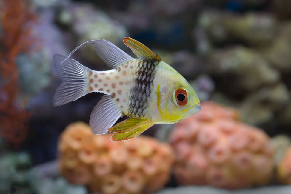 Pajama Cardinalfish Care Guide: Tank Size, Diet, and Compatibility