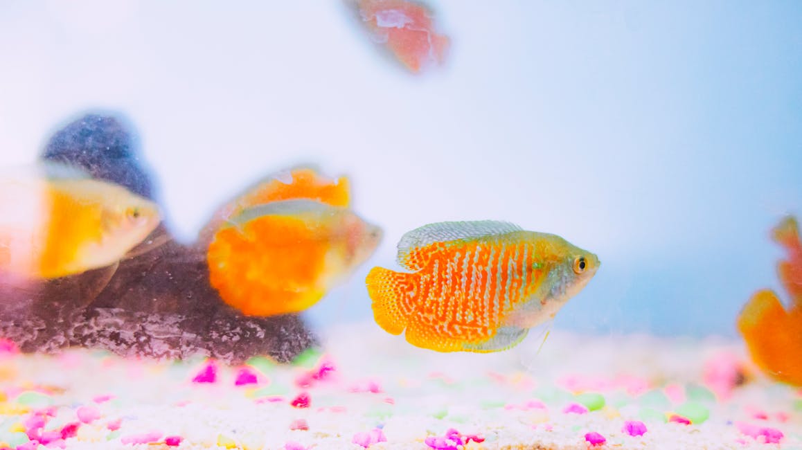 Pearl Gourami Care Guide: Tank Size, Diet, and Compatibility