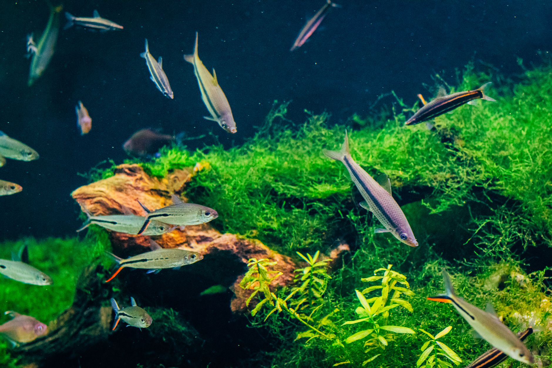 Ten gallon freshwater aquarium with small tetras and green aquatic plants