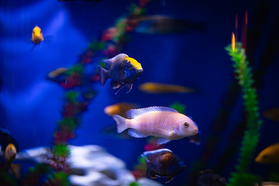 Piranha (Red-bellied) Care Guide: Tank Size, Diet, and Compatibility
