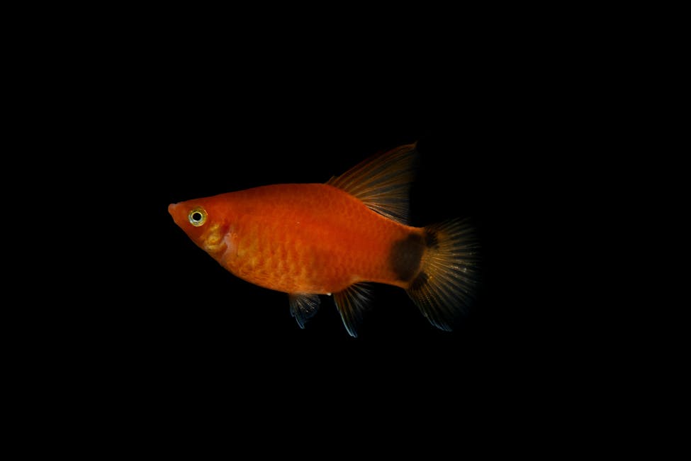 Platy Care Guide: Tank Size, Diet, and Compatibility