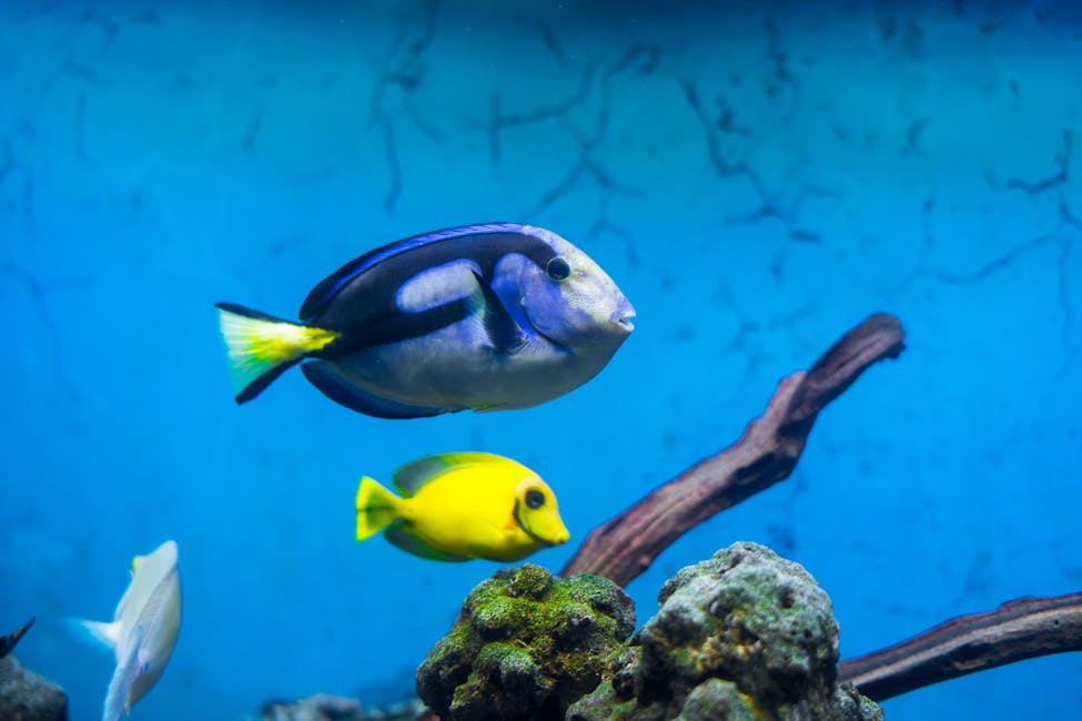 Powder Blue Tang Care Guide: Tank Size, Diet, and Compatibility