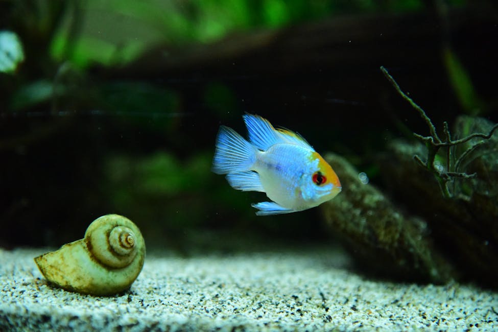 Ram Cichlid Care Guide: Tank Size, Diet, and Compatibility