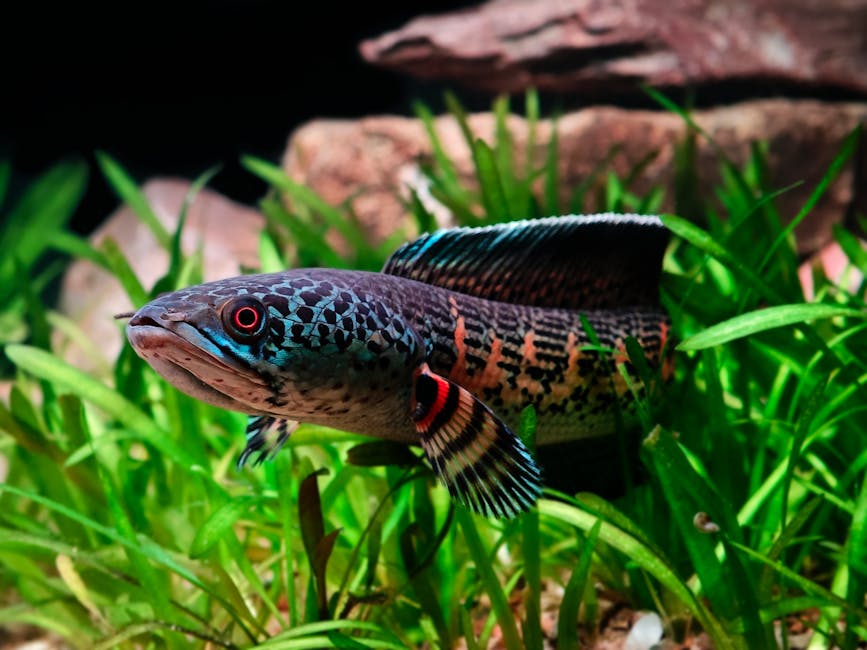 Rope Fish Care Guide: Tank Size, Diet, and Compatibility