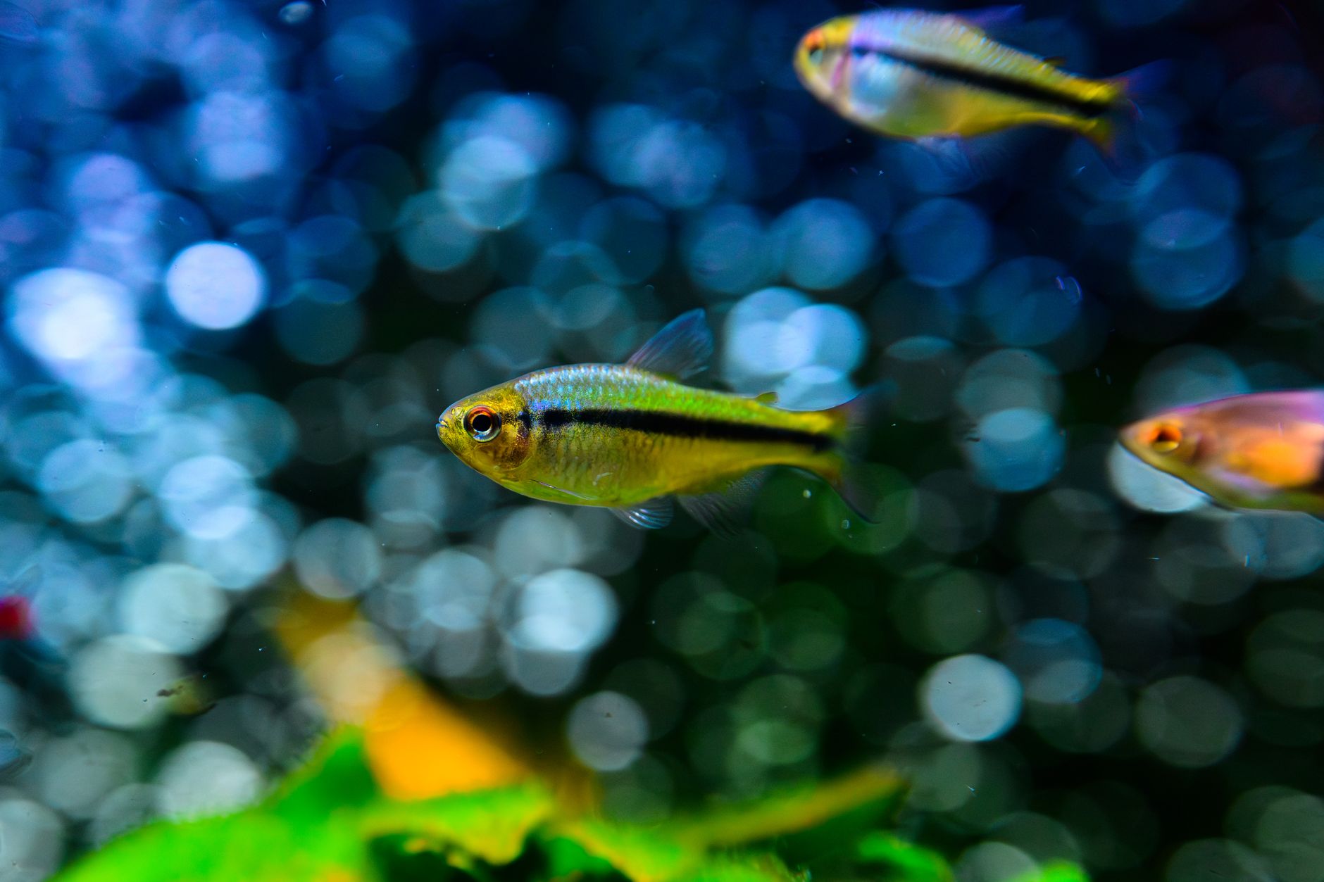 Group of blue and red neon tetras swimming together above green aquarium plants