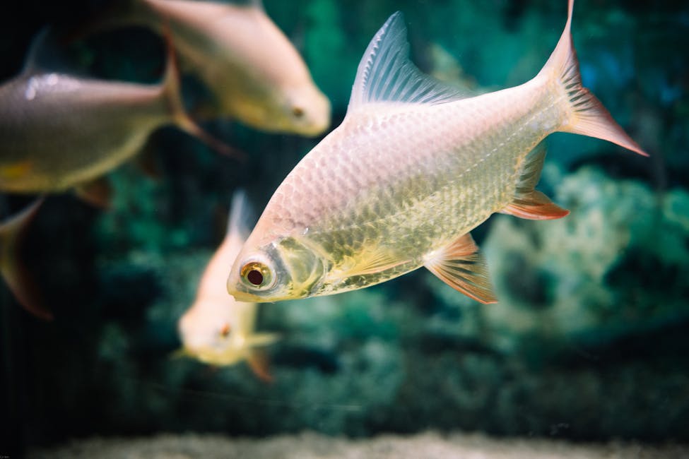 Silver Dollar Care Guide: Tank Size, Diet, and Compatibility